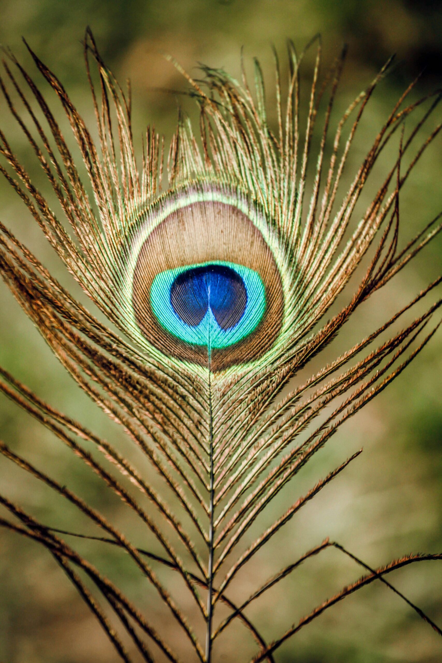 pexels-og-mpango-1582361-4061719